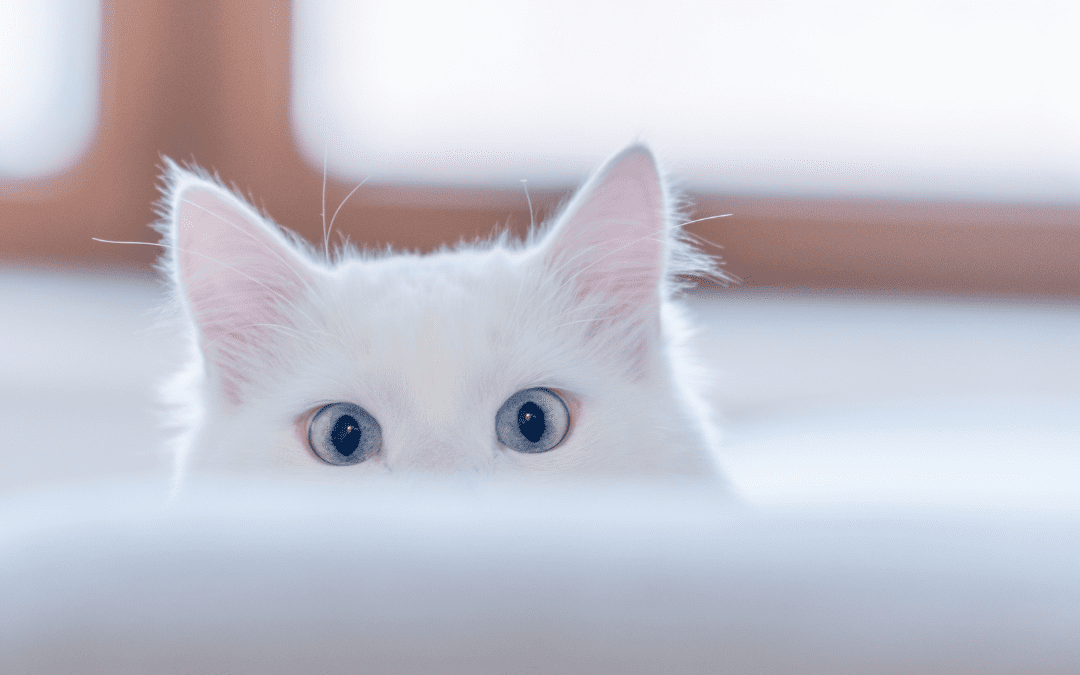 3 بنر فروشگاه