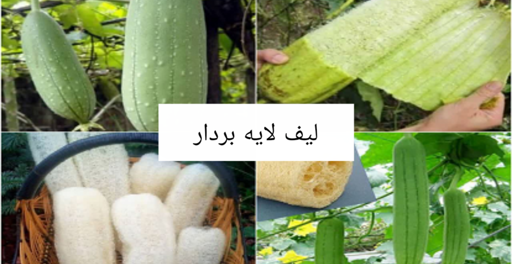 3 بنر فروشگاه