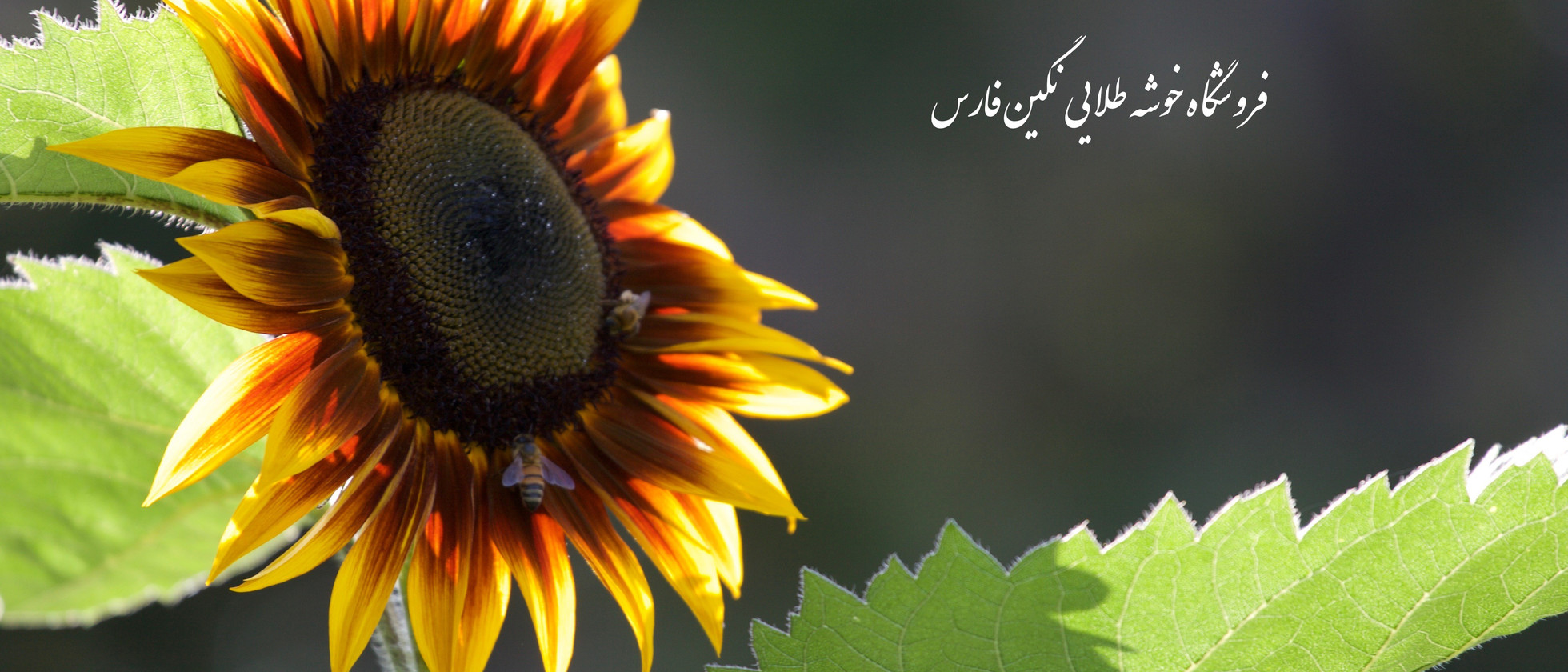 1 بنر فروشگاه