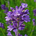 بذر اسطوخودوس بسته 150عددی