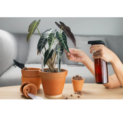 مکمل و براق کننده گیاهان خانگی