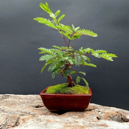 بذر اقاقیا بسته 10عددی