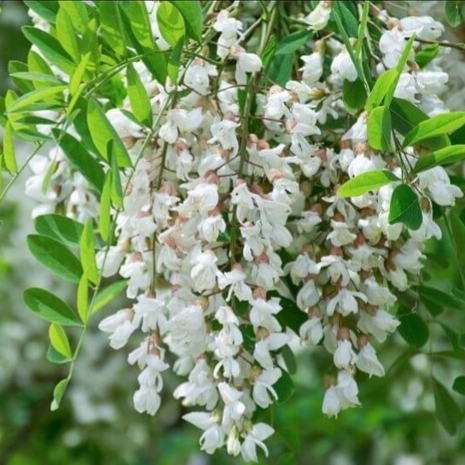بذر اقاقیا بسته 10عددی