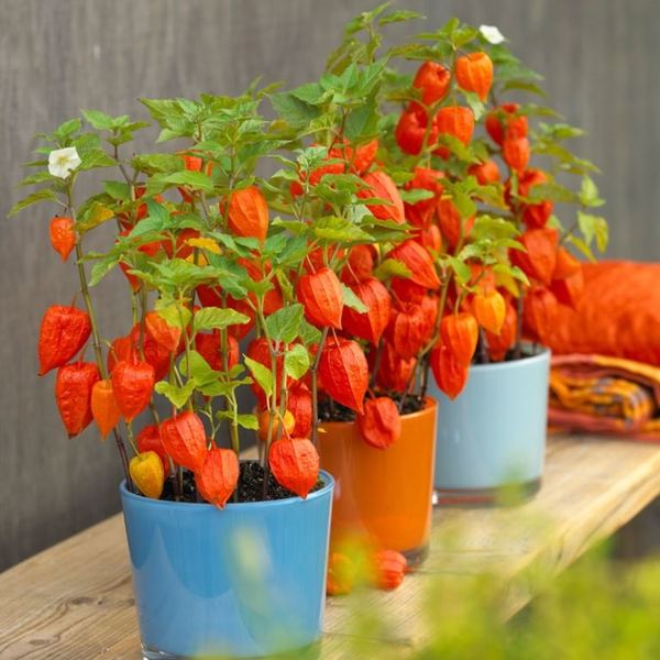 بذر فیسالیس قرمز و نارنجی بسته 10عددی