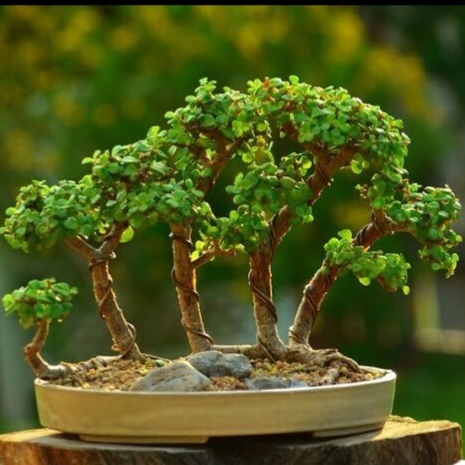 بذر برگ نو چینی