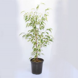 بنجامین ابلغ سطل 3 (قد 35 سانت)