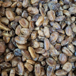 خرمای بی هسته