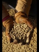 دان بوقلمون گوشتی صنعتی