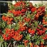 بذر پیرکانتا بسته 5 هزار عددی