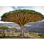 بذر درخت خون اژدها بسته 3عددی