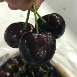 نهال گیلاس تک دانه مشهد