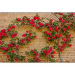 بذر رز رونده قرمز 6عددی