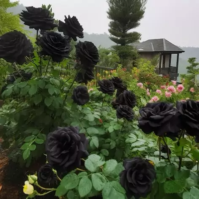 بذر رز مشکی (سیاه)بسته 5عددی