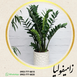 زامیفولیا سبز