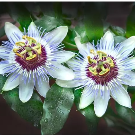 بذر گل ساعتی آبی  بسته 5 عددی