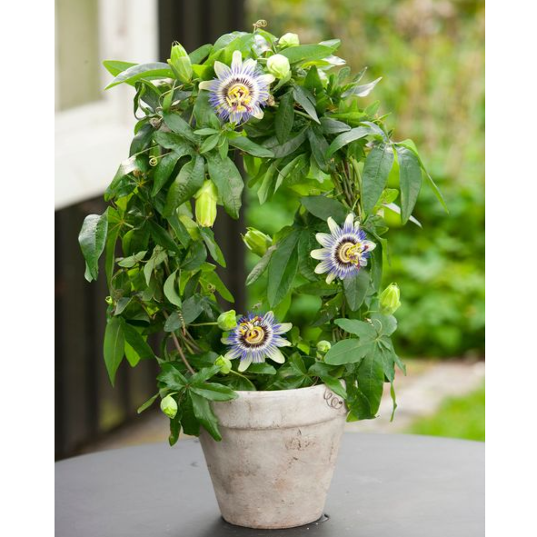 بذر گل ساعتی آبی  بسته 5 عددی