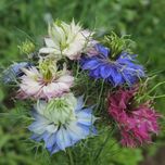 بذر گل سیاه دانه دمشقی بسته 20 عددی