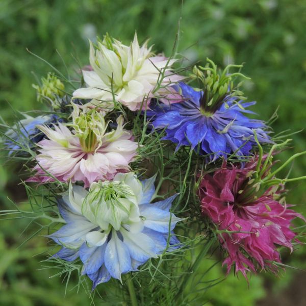 بذر گل سیاه دانه دمشقی بسته 20 عددی