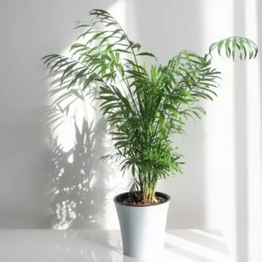 بذر شامادورا وارداتی قوه نامیه بالا 5عددی