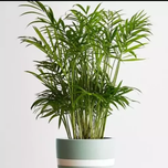 بذر شامادورا وارداتی قوه نامیه بالا 5عددی