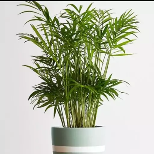 بذر شامادورا وارداتی قوه نامیه بالا 5عددی