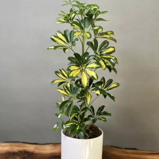 بذر شفلرا ابلق  وارداتی بسته 5عددی