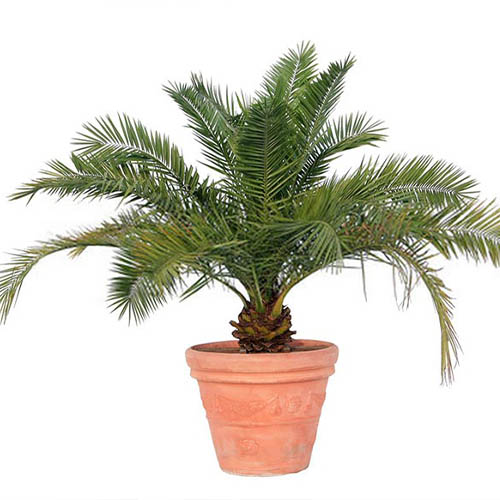 بذر نخل فونیکس بسته 10 عددی