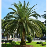 بذر نخل فونیکس بسته 10 عددی