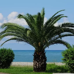 بذر نخل فونیکس بسته 10 عددی