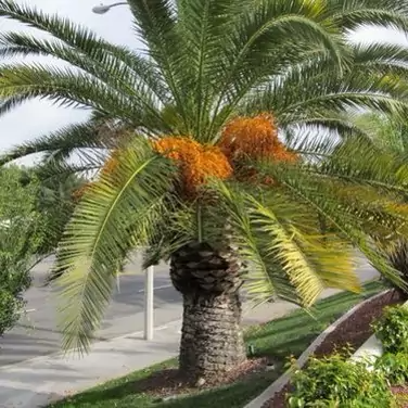 بذر نخل فونیکس بسته 10 عددی