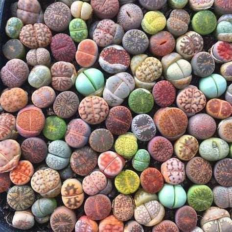 بذر کاکتوس سنگی (لیتوپس) بسته 10عددی