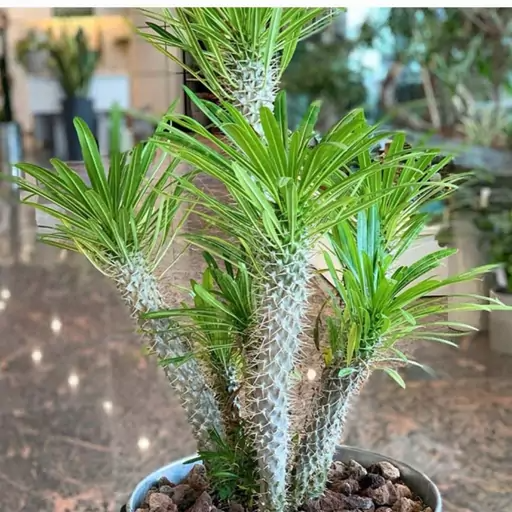 بذر نخل ماداگاسکار بسته 6عددی