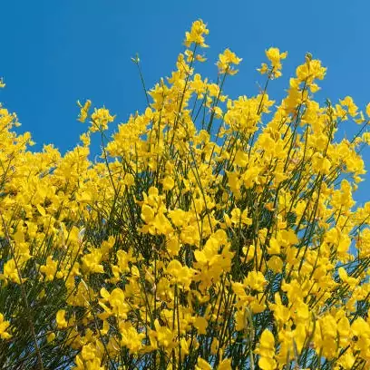 بذر یاس طاووسی معطر
