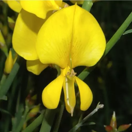 بذر یاس طاووسی معطر