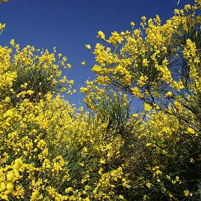 بذر یاس طاووسی معطر