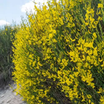 بذر یاس طاووسی معطر