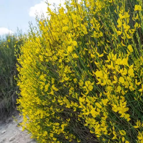 بذر یاس طاووسی معطر