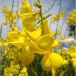 بذر یاس طاووسی معطر
