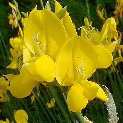 بذر یاس طاووسی معطر