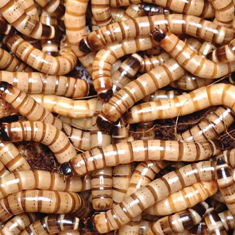 میلورم زنده درجه یک 500گرمی