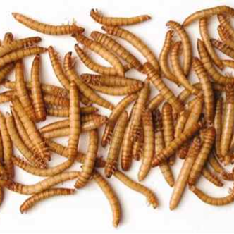 میلورم زنده درجه یک 300گرمی