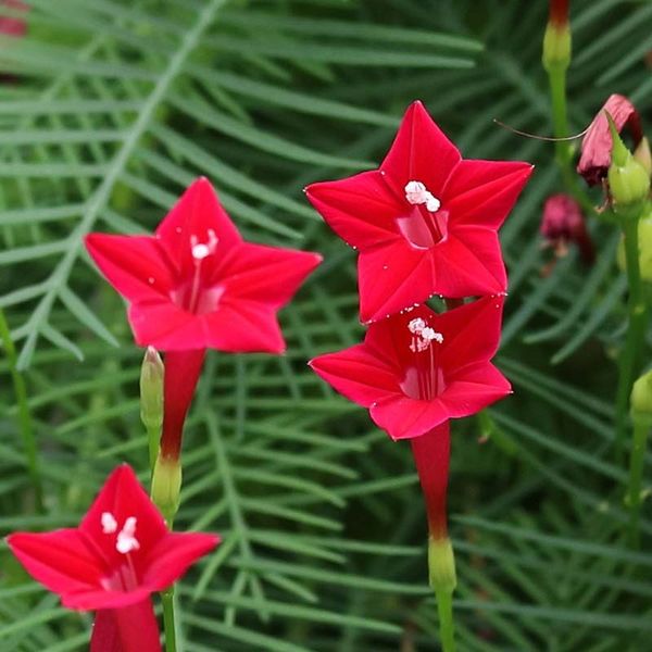 بذر پیچک سرو تاک بسته 5عددی