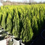 بذر کاج کامیس نوکدار