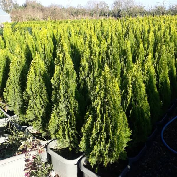 بذر کاج کامیس نوکدار