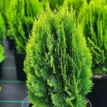 بذر سرو خمره ای (کامیس)