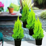 بذر سرو خمره ای (کامیس)