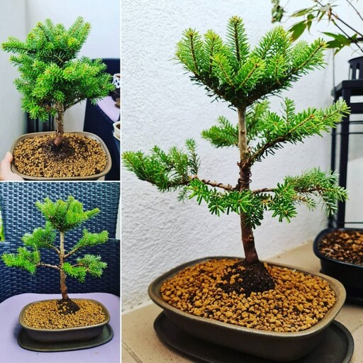 بذر کاج کورینا 3 عددی