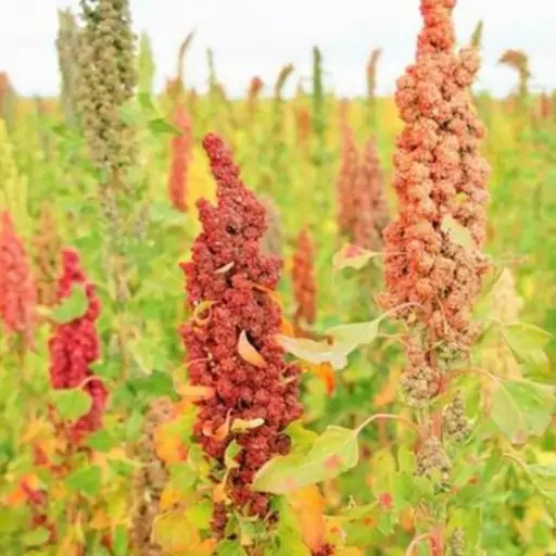 بذر کینوا (خاویار گیاهی) 2گرم