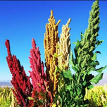 بذر کینوا (خاویار گیاهی) 2گرم