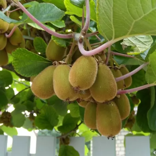 بذر کیوی سبز بسته 30عددی